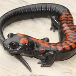 Photo of a salamander, the basis of Dr. Sessions' Faculty Lecture