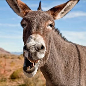Image from flyer promoting Dr. Caleb Goltz's upcoming Faculty Image from flyer promoting Dr. Caleb Goltz's upcoming Faculty Lecture, “Orwell’s Donkey.”