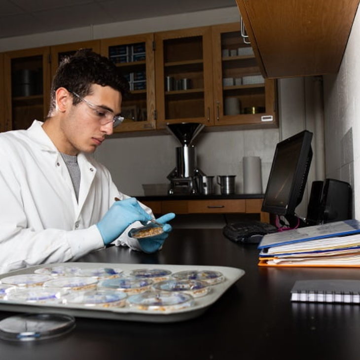 Germination study in lab of Hartwick College Center for Craft Food & Beverage Center