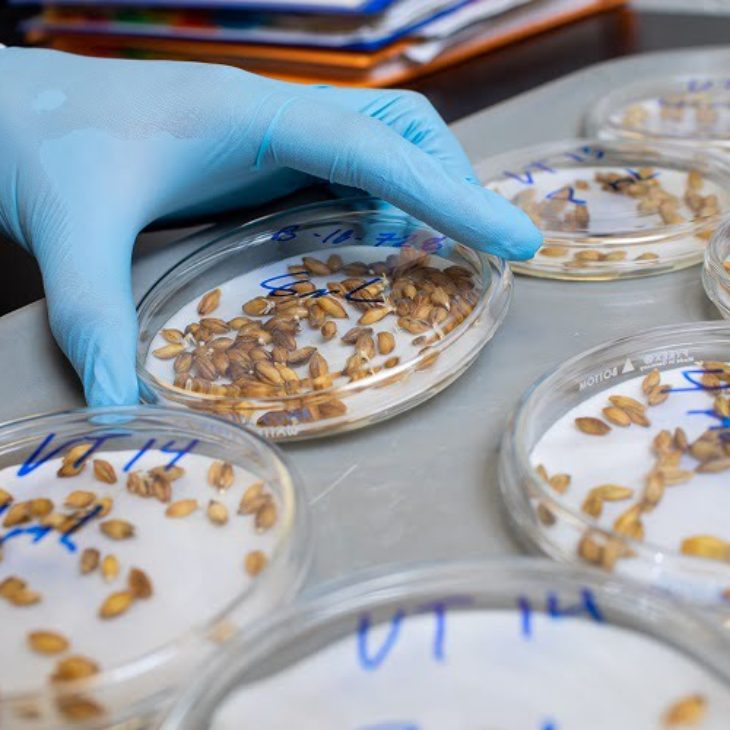 Germination study in lab of Hartwick College Center for Craft Food & Beverage