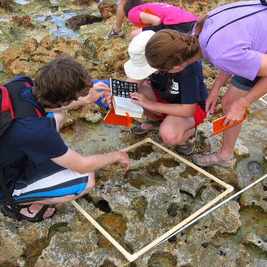 Hartwick students studying tidal pool on beach in the Bahamas