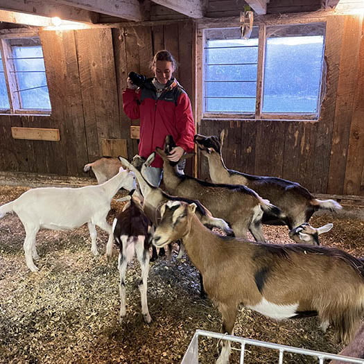 Hartwick student with camera and goats in a barn