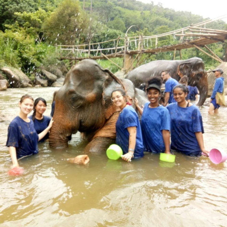 Hartwick students washing an elephant in South Africa, Africa