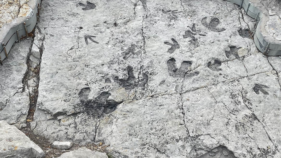 Early Cretaceous dinosaur footprints in Dakota Group sandstones at Dinosaur Ridge, Morrison, CO.