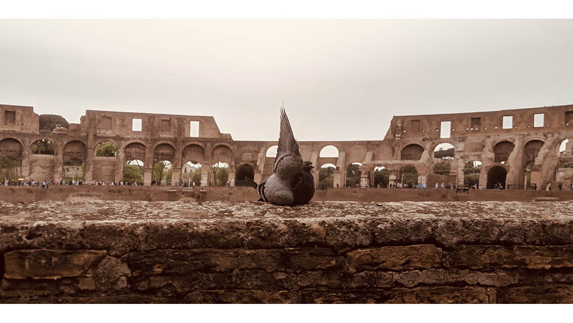 Pigeon at the Colosseum by Wesley Bruce '25