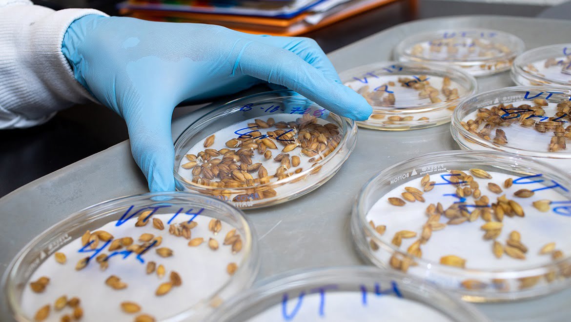 Grain samples in the Hartwick College Center for Craft Food & Beverage