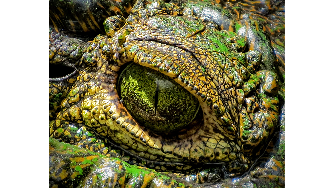 Close-up view of the eye on a South African crocodile