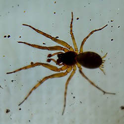 spider under magnification