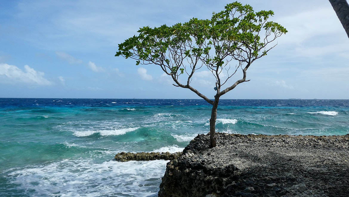 Natrual World Abigail DeMan Islands Edge