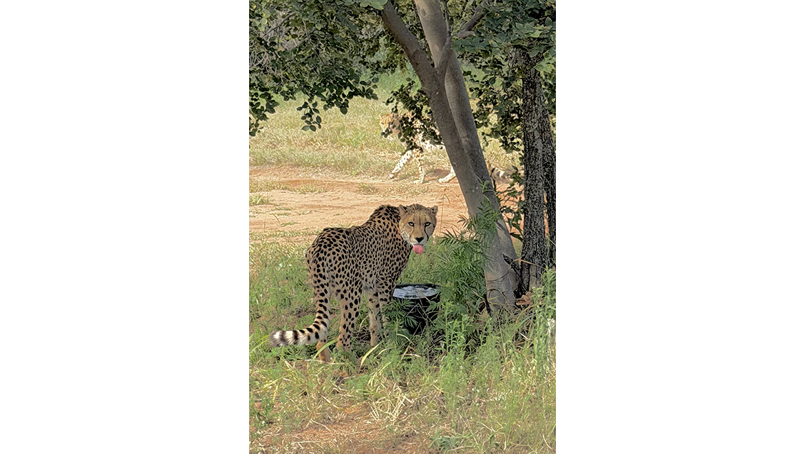 Cheetah seen in Ann Van Dyk Cheetah Centre, South Africa