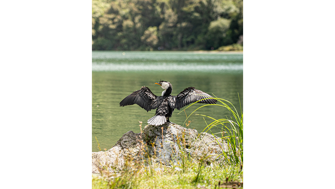 Pied Cormorant drying its feathers in the afternoon sun