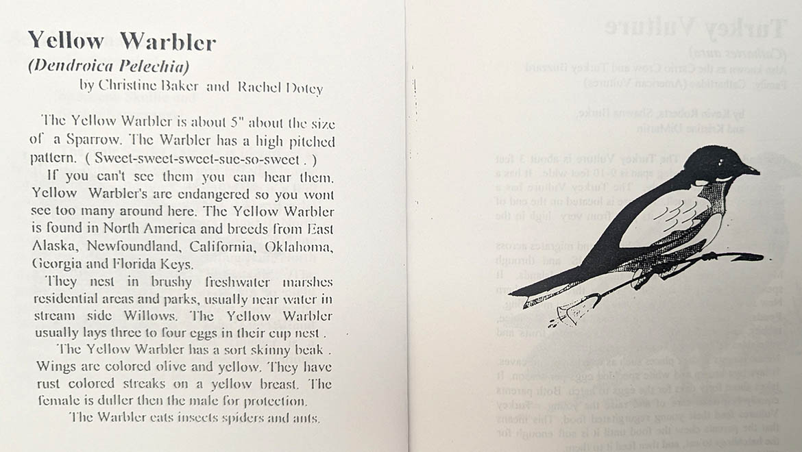 Pages from Field Guide to the Birds of Pine Lake - yellow warbler illustration