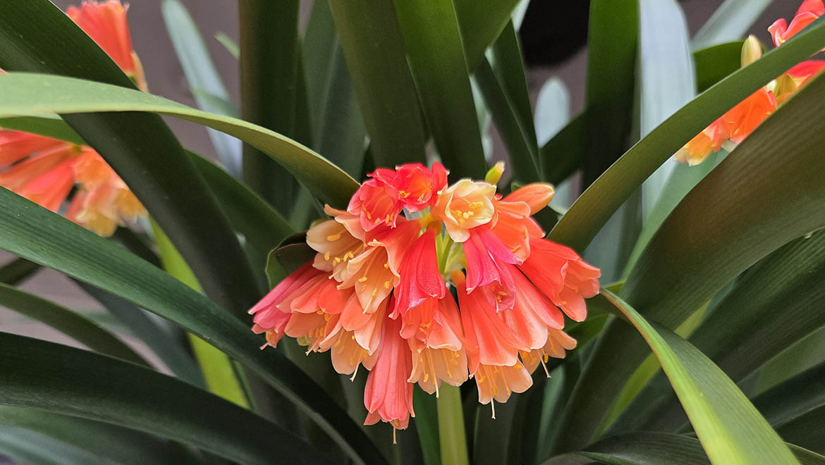 Blooming flower in southern Spain