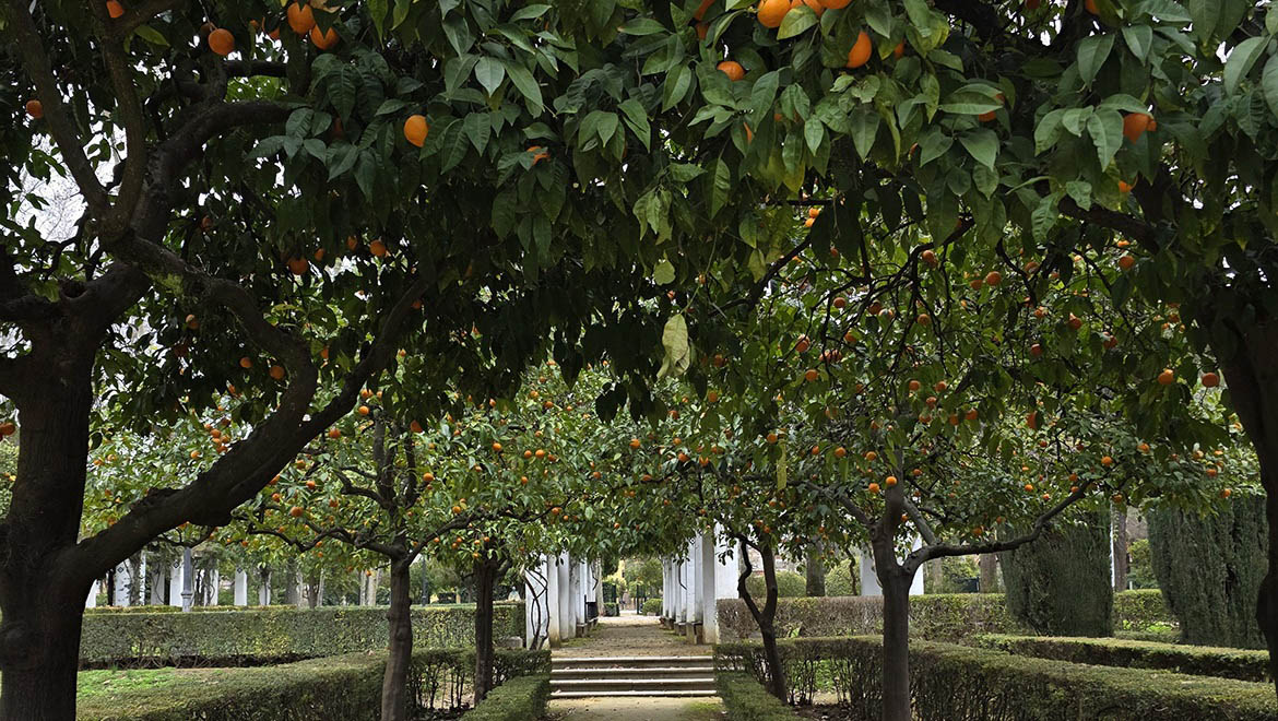 Orange grove in southern Spain