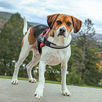 President Jim Mullen's dog, Findley on Hartwick College's Founders' Way